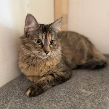 Doris -  Domestic Medium Hair Cat for Adoption in Prescott, Arizona - Doris | PetCurious