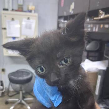 Bellagio -  Domestic Short Hair Cat for Adoption in Summerville, South Carolina - Bellagio | PetCurious