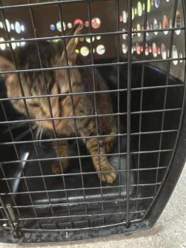 KING -  Domestic Short Hair Cat Available for Adoption in Louisville, Kentucky - KING | PetCurious