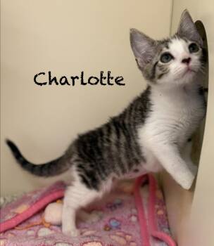 Charlotte -  Domestic Short Hair Cat for Adoption in Pawleys Island, South Carolina - Charlotte | PetCurious