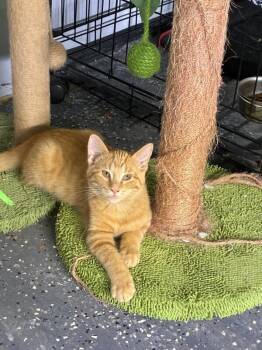 Todd -  Domestic Short Hair Cat for Adoption in Grand Rapids, Michigan - Todd | PetCurious