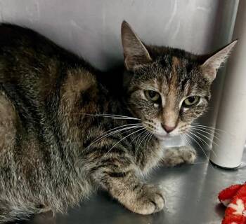A.M. Bernard -  Domestic Short Hair Cat for Adoption in Cincinnati, Ohio - A.M. Bernard | PetCurious