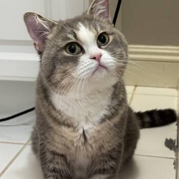 Jeeves MUST be adopted with Nigel -  British Shorthair Cat for Adoption in Montclair, New Jersey - Jeeves MUST Be Adopted With Nigel | PetCurious