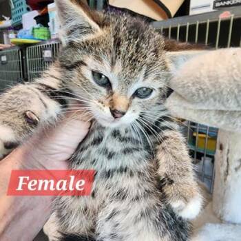 Rescue Domestic Short Hair Cats for Adoption in Point Pleasant, West Virginia - Pinch Kitten 2 | PetCurious