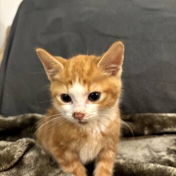 Rescue Domestic Short Hair Cats for Adoption in Bel Air, Maryland - Tim | PetCurious