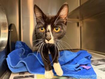 BINGO -  Domestic Short Hair Cat for Adoption in Santa Rosa, California - BINGO | PetCurious