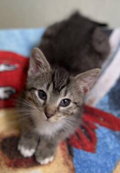 Clyde -  Tabby Cat for Adoption in Beckley, West Virginia - Clyde | PetCurious