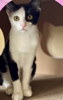 Rescue Domestic Short Hair Cats for Adoption in Fort Worth, Texas - Arya | PetCurious