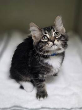 Zack -  Domestic Medium Hair and Domestic Short Hair Cat for Adoption in Westland, Michigan - Zack | PetCurious