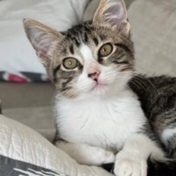 Rescue Domestic Short Hair and Tabby Cats for Adoption in Dallas, Texas - Skids | PetCurious