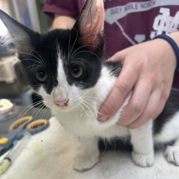 Miney -  Domestic Short Hair Cat for Adoption in Starkville, Mississippi - Miney | PetCurious