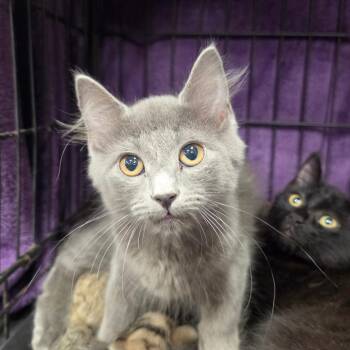 Toby -  Domestic Medium Hair Cat for Adoption in Canton, North Carolina - Toby | PetCurious