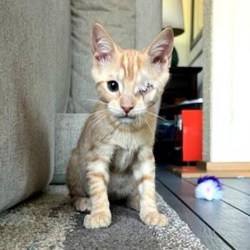 Timon -  Domestic Short Hair Cat for Adoption in Newport News, Virginia - Timon | PetCurious