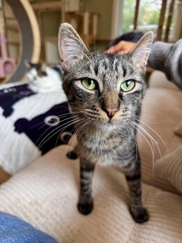 Jack -  Domestic Short Hair Cat for Adoption in Ramsey, New Jersey - Jack | PetCurious