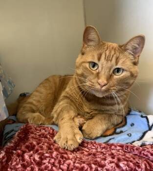 Rescue Domestic Short Hair Cats for Adoption in Duluth, Minnesota - Thomasina | PetCurious