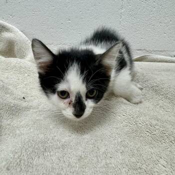 Tom Holland -  Domestic Short Hair Cat for Adoption in Brentwood, Missouri - Tom Holland | PetCurious