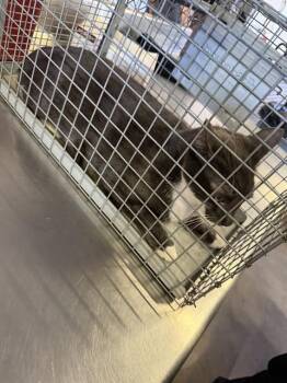 BLUEY -  Domestic Short Hair Cat for Adoption in Dallas, Texas - BLUEY | PetCurious
