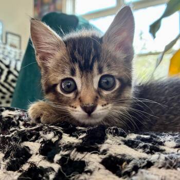 Garlic Bread 10 -  Domestic Short Hair Cat for Adoption in Austin, Texas - Garlic Bread 10 | PetCurious