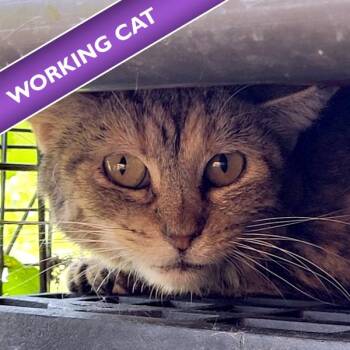 Baby -  Domestic Short Hair Cat for Adoption in Des Moines, Iowa - Baby | PetCurious