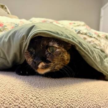Domestic Short Hair Cats Available for Adoption in Evanston, Illinois - Baklava | PetCurious