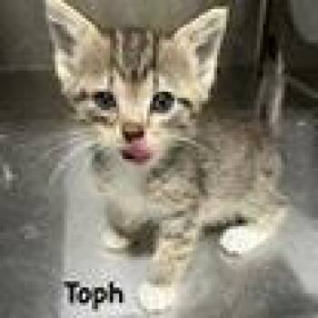 Toph -  Domestic Medium Hair Cat for Adoption in Kingman, Kansas - Toph | PetCurious