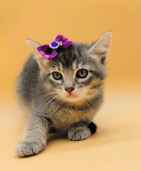 Domestic Short Hair Cats Available for Adoption in Springfield, Missouri - Rainy  | PetCurious