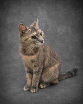 SUSIE -  Domestic Short Hair Cat for Adoption in Winter Haven, Florida - SUSIE | PetCurious