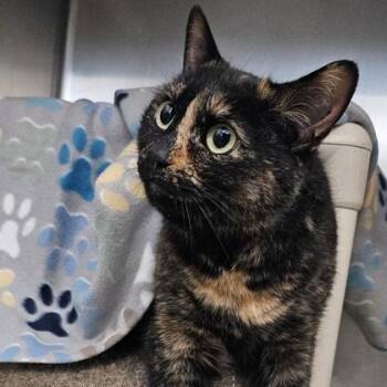 Stella -  Domestic Short Hair Cat for Adoption in Schenectady, New York - Stella | PetCurious