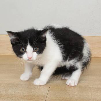 Domino C69422 -  Domestic Short Hair Cat for Adoption in Minnetonka, Minnesota - Domino C69422 | PetCurious