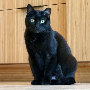 Chloe -  Domestic Short Hair Cat for Adoption in San Carlos, California - Chloe | PetCurious