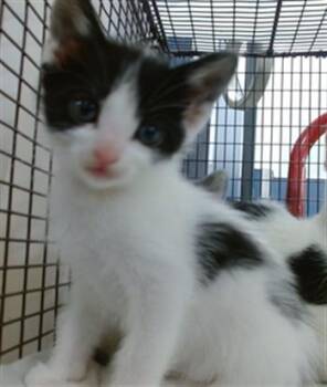 Domestic Short Hair Cats Available for Adoption in Doral, Florida - ZAPHRINA | PetCurious