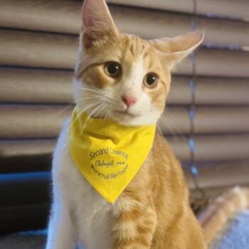 Rescue Domestic Short Hair Cats for Adoption in Marysville, Ohio - Creamsicle | PetCurious