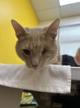 Gillespie -  Domestic Short Hair Cat for Adoption in Raleigh, North Carolina - Gillespie | PetCurious