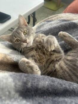 Domestic Short Hair Cats Available for Adoption in Gwinn, Michigan - Cloud | PetCurious