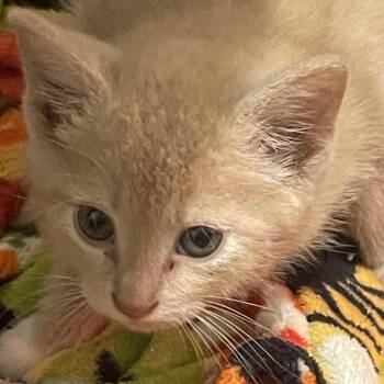 Sage in Springfield, VA -  Domestic Short Hair Cat for Adoption - Sage In Springfield, VA | PetCurious