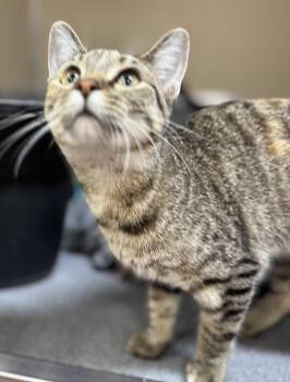 Rescue Domestic Short Hair Cats for Adoption in Tomah, Wisconsin - Ophelia | PetCurious