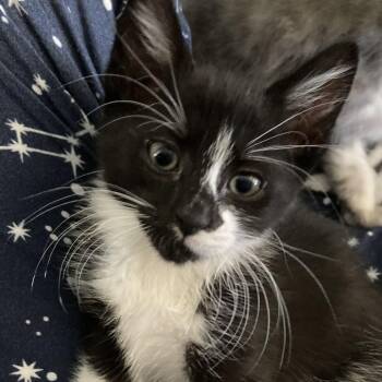 Bobby -  Domestic Short Hair Cat for Adoption in Riverside, California - Bobby | PetCurious