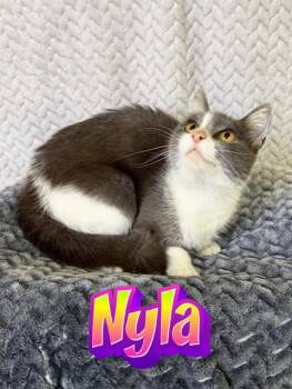 Domestic Short Hair Cats Available for Adoption in Boerne, Texas - Nyla | PetCurious