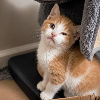 Push Pop -  Domestic Short Hair Cat for Adoption in Helena, Alabama - Push Pop | PetCurious