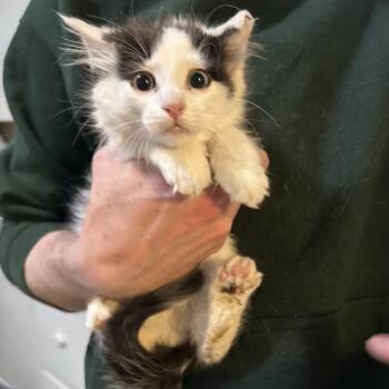 Gentry aka kitten -  Domestic Short Hair Cat for Adoption in Grantsville, Utah - Gentry Aka Kitten | PetCurious