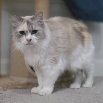 Domestic Long Hair and Siamese Cats Available for Adoption - Tahani | PetCurious