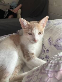 Mouse -  Domestic Short Hair Cat for Adoption in Glendale, Arizona - Mouse | PetCurious