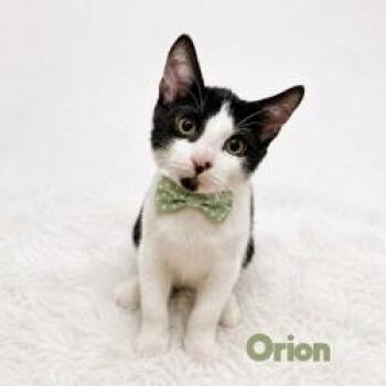 Orion -  Domestic Short Hair Cat for Adoption in Providence, Rhode Island - Orion | PetCurious