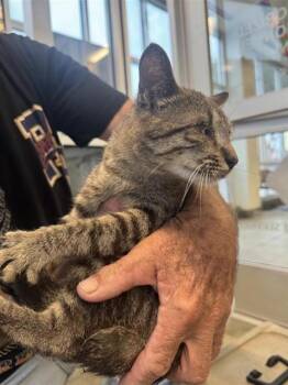 Domestic Short Hair Cats Available for Adoption in San Antonio, Texas - SPIKE | PetCurious