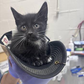 Sprite -  Domestic Short Hair Cat for Adoption in Clanton, Alabama - Sprite | PetCurious