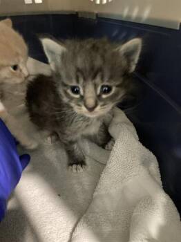 SOX -  Domestic Short Hair Cat for Adoption in Long Beach, California - SOX | PetCurious