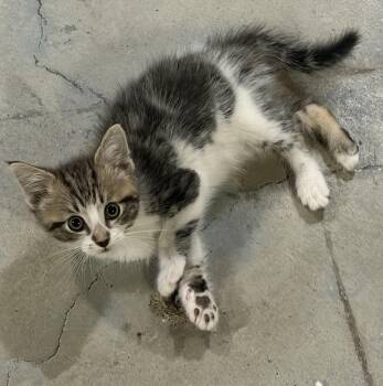 Winnie -  Domestic Short Hair Cat for Adoption in Brant, Michigan - Winnie | PetCurious
