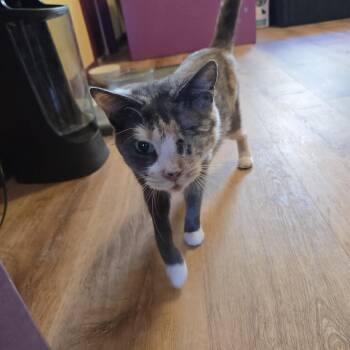CUPID -  Domestic Short Hair Cat for Adoption in Joshua Tree, California - CUPID | PetCurious