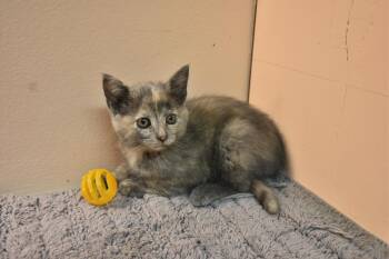 Peaches -  Domestic Short Hair Cat for Adoption in North Judson, Indiana - Peaches | PetCurious