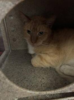 Domestic Short Hair Cats Available for Adoption in Lafayette, Indiana - Hannibal (T14) | PetCurious